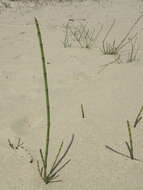 Image of Equisetum ramosissimum subsp. ramosissimum