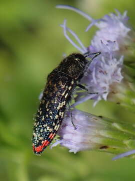 Image de Acmaeodera haemorrhoa Le Conte 1858