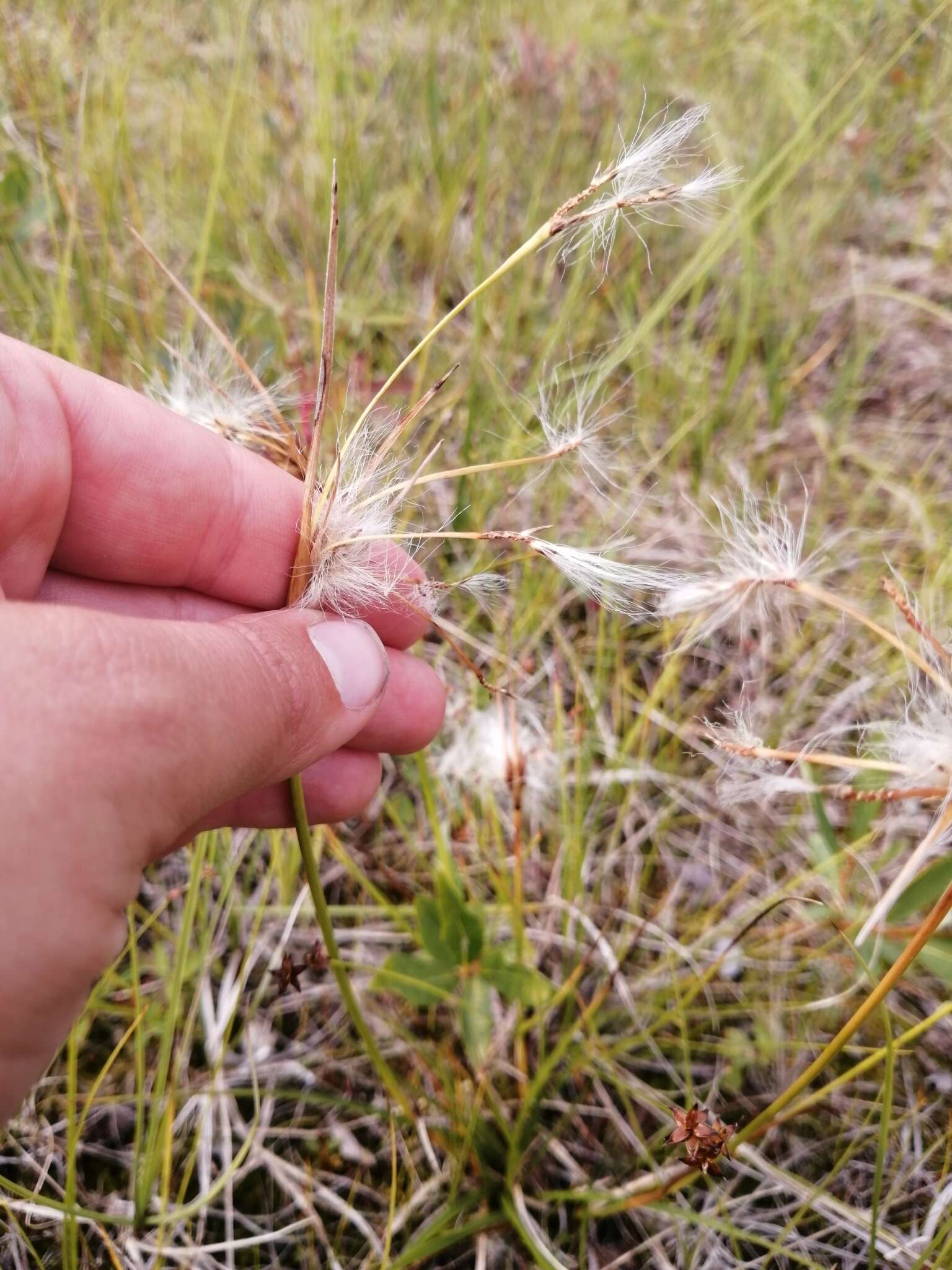 Eriophorum viridicarinatum (Engelm.) Fernald的圖片