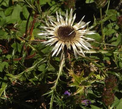 Слика од Carlina acaulis subsp. caulescens (Lam.) Schübl. & G. Martens