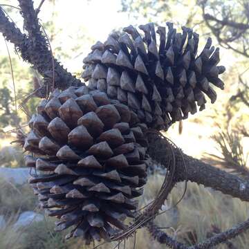 Image of Pinus pseudostrobus var. apulcensis (Lindl.) Shaw