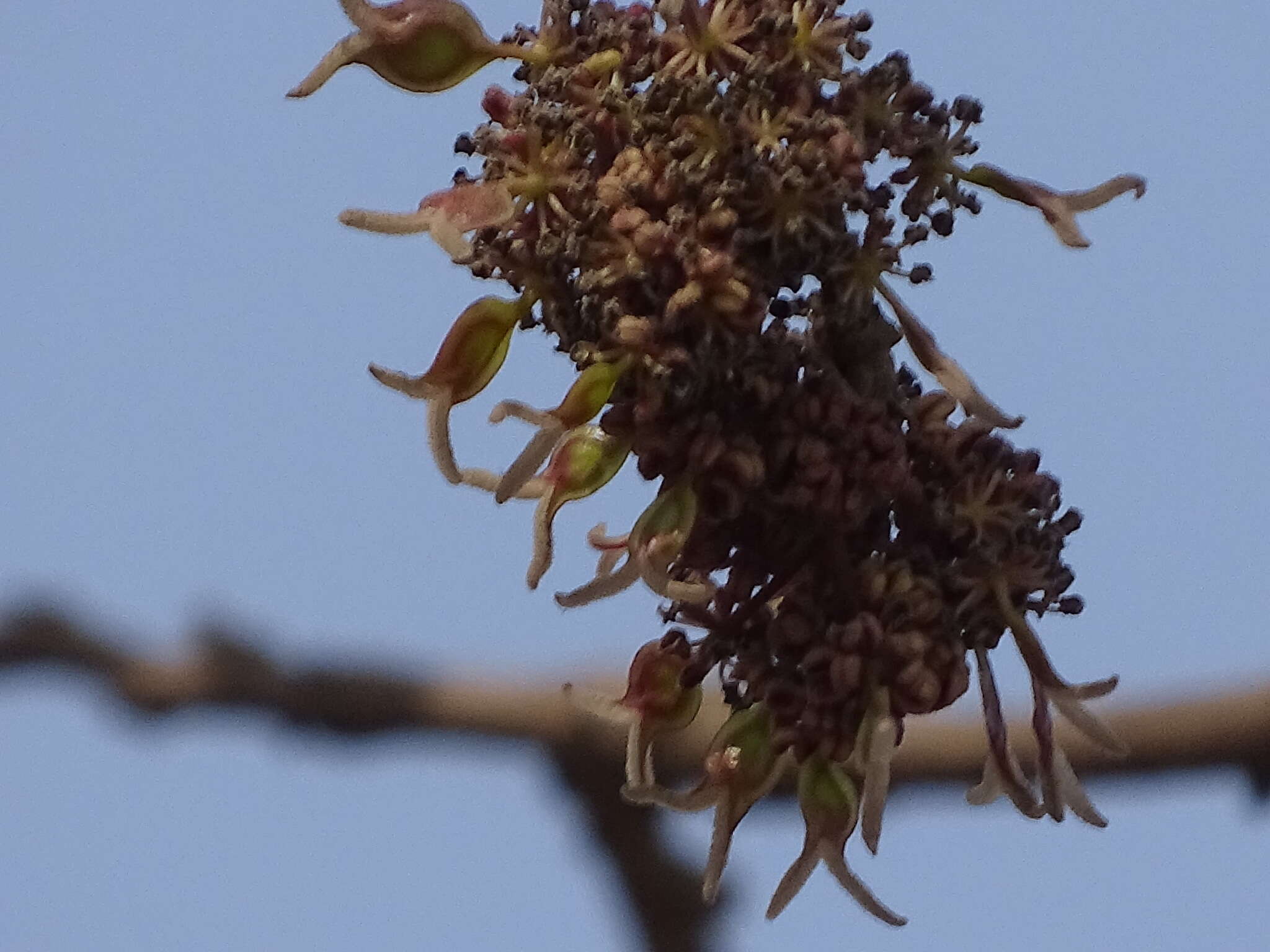 Image de Holoptelea integrifolia (Roxb.) Planch.