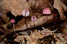 Image of Marasmius bellipes Morgan 1905