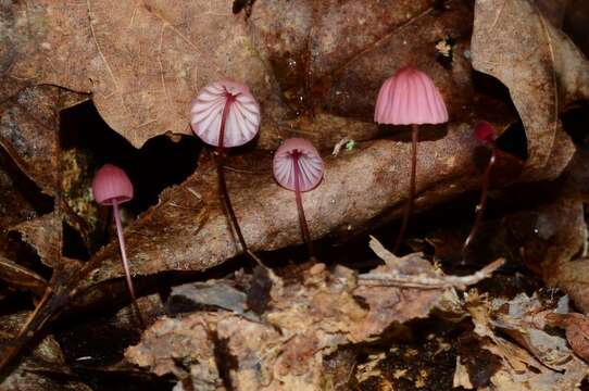 Image of Marasmius bellipes Morgan 1905