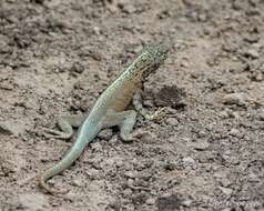 Image of Tiger Pacific Iguana