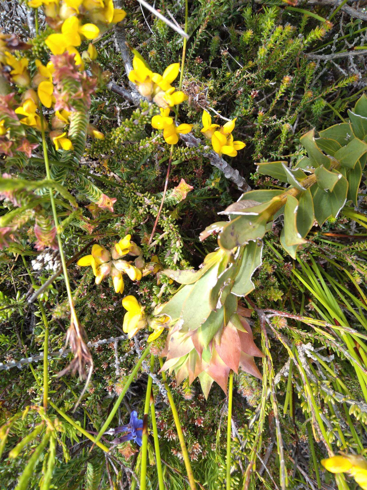 Plancia ëd Liparia splendens (Burm. fil.) Bos & de Wit