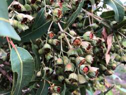 Image de Angophora subvelutina F. Müll.