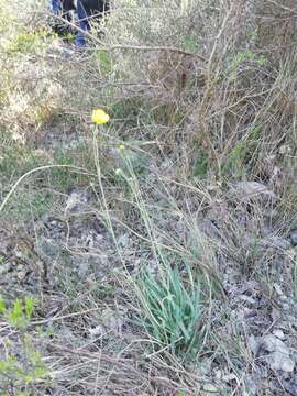 Image of Ranunculus gramineus L.