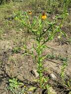 Plancia ëd Helenium microcephalum var. ooclinium (A. Gray) Bierner