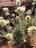 Image of Ptilotus clementii (Farmar) Benl