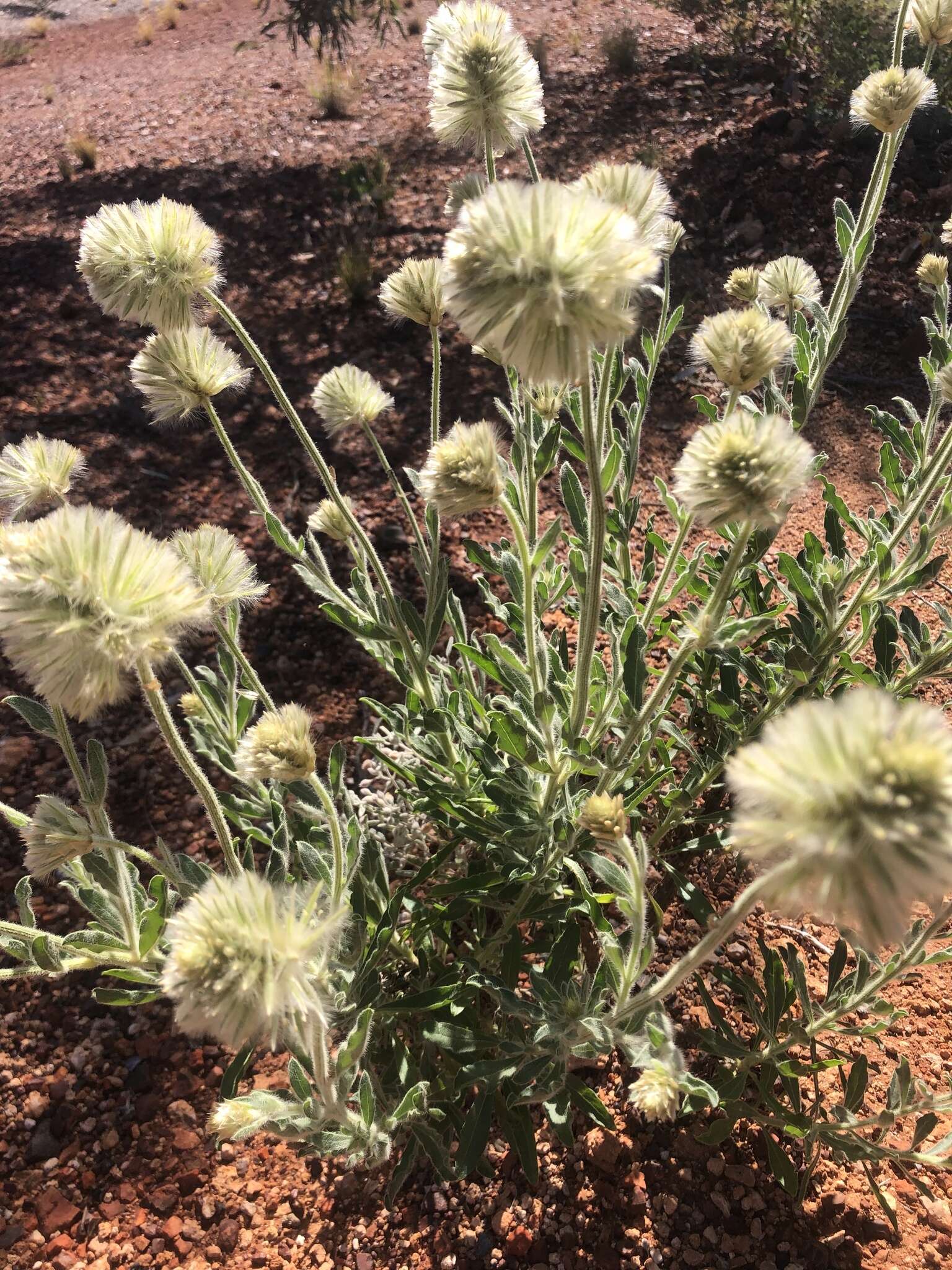 Ptilotus clementii (Farmar) Benl的圖片