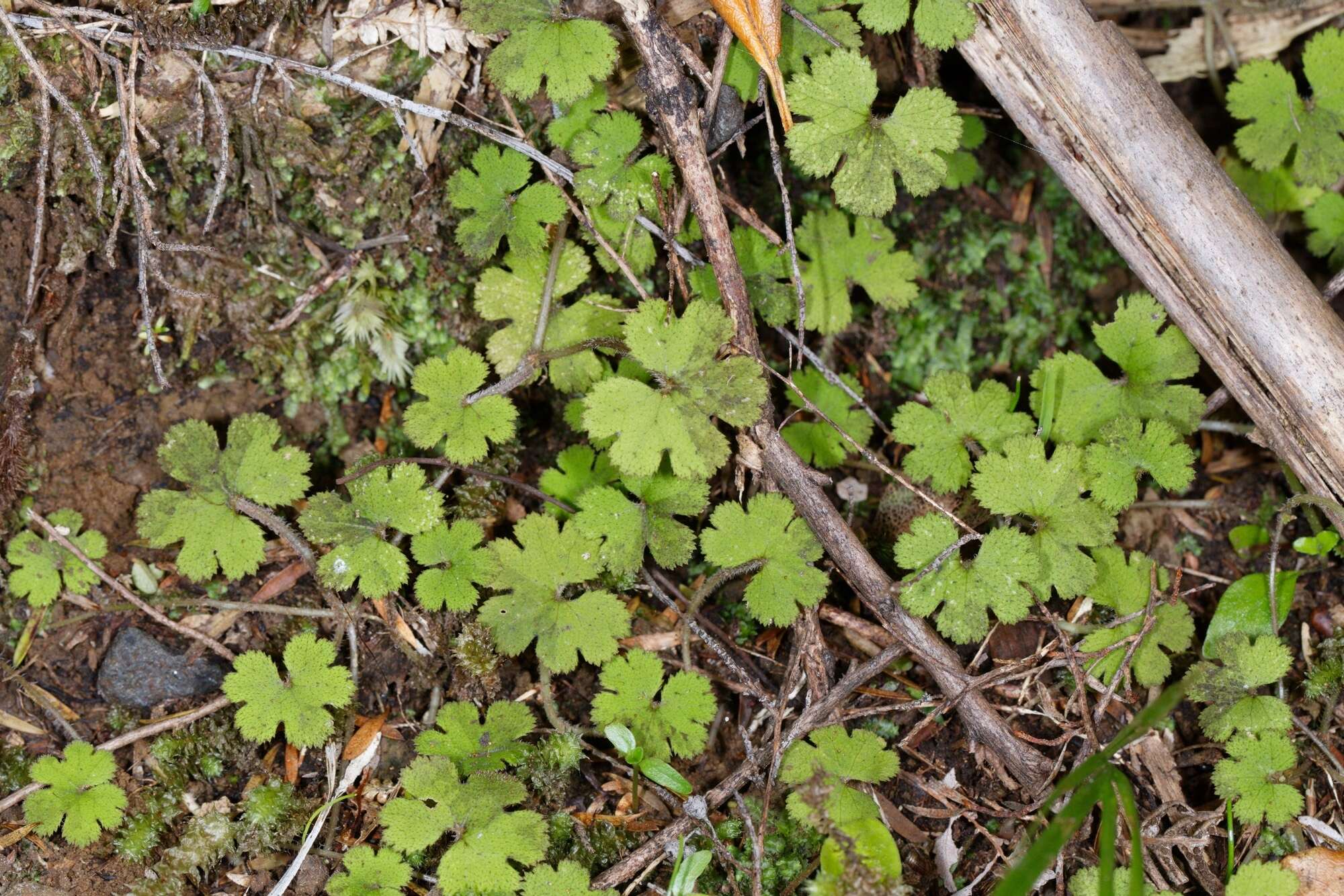 Imagem de Hydrocotyle elongata A. Cunn. ex Hook. fil.