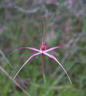 Image of Caladenia harringtoniae Hopper & A. P. Br.