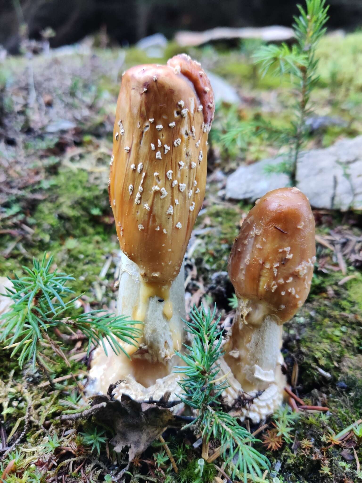 Image of Royal Fly Agaric