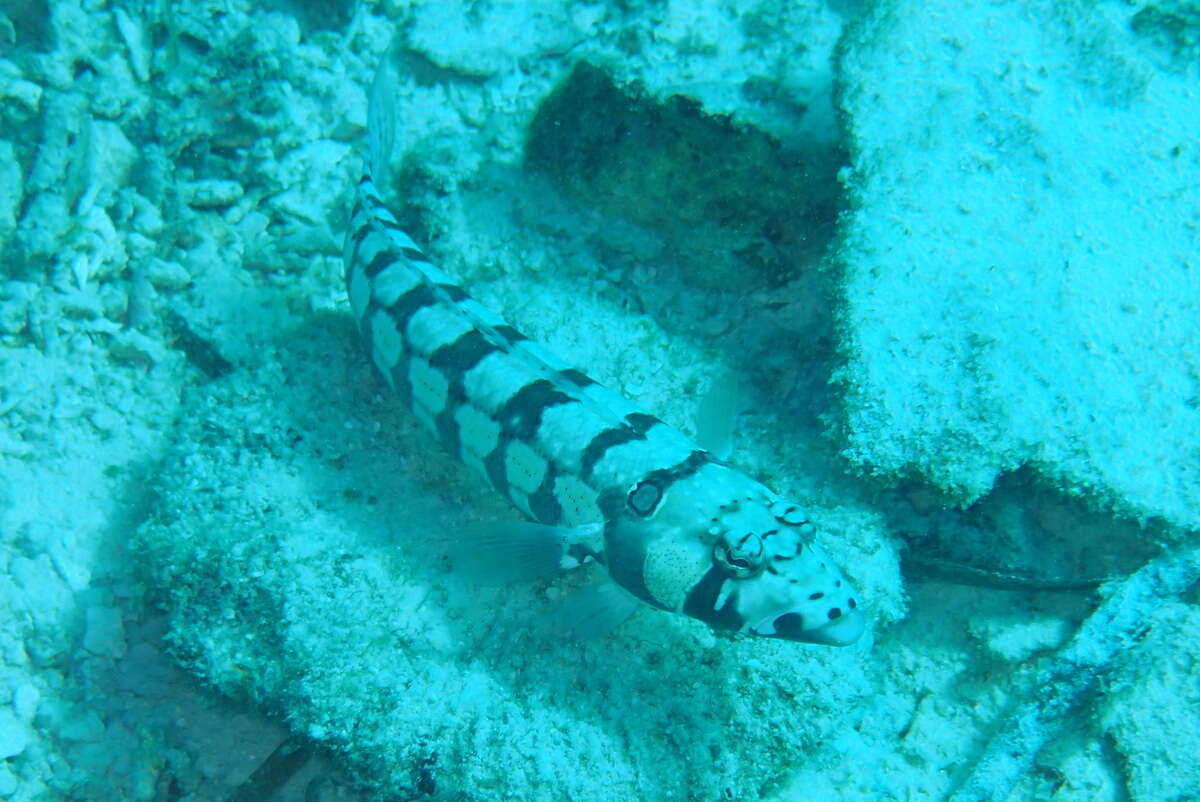 Image of Reticulated sandperch