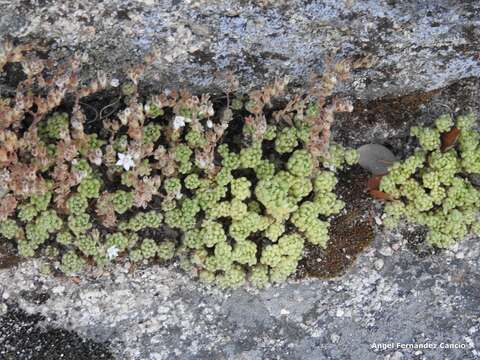 Image of Sedum hirsutum All.