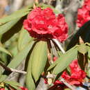 صورة Rhododendron argipeplum I. B. Balf. & R. E. Cooper