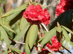 صورة Rhododendron argipeplum I. B. Balf. & R. E. Cooper