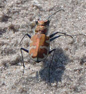 Image of Beautiful tiger beetle