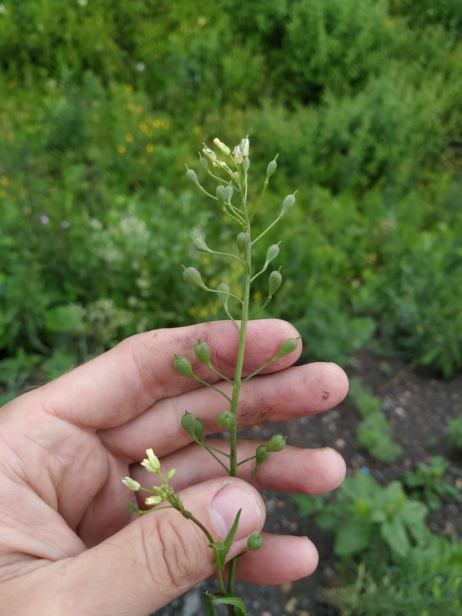 Image of false flax