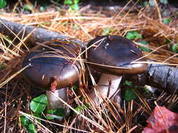 Слика од Hygrophorus fuligineus Frost 1884