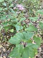 Plancia ëd Brickellia cordifolia Ell.