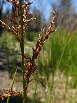 Imagem de Machaerina articulata (R. Br.) T. Koyama