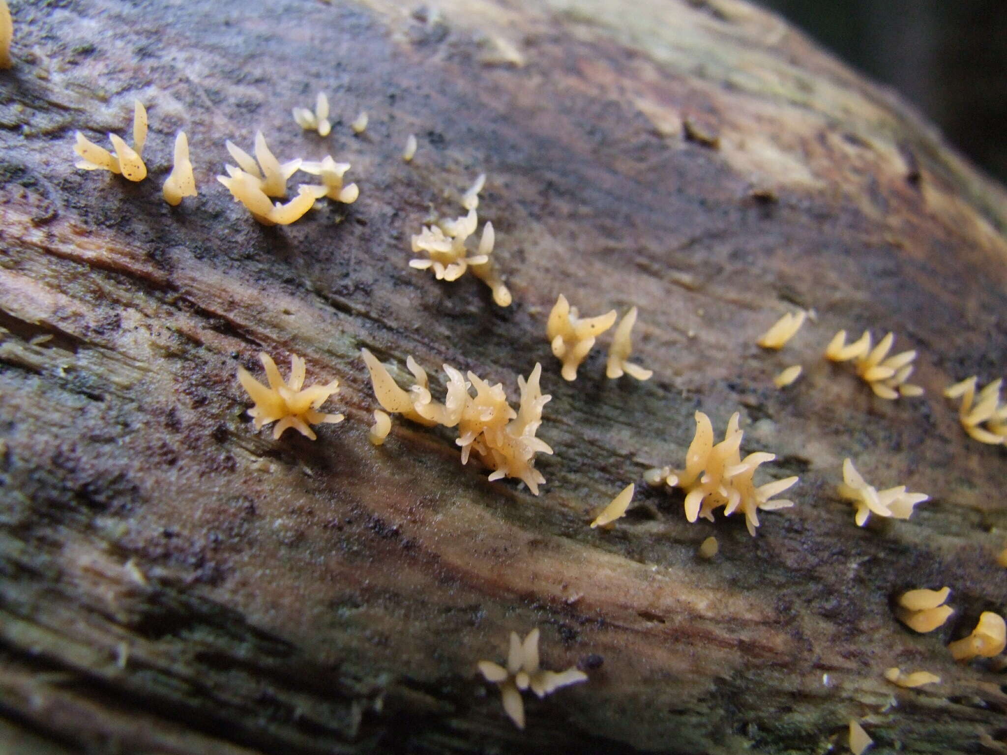 Image de Calocera furcata (Fr.) Fr. 1827