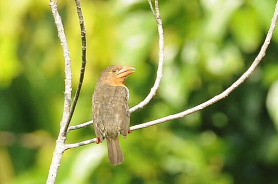 Image of Bornean Brown Barbet