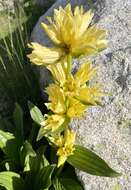 Image of Gentiana burseri subsp. burseri