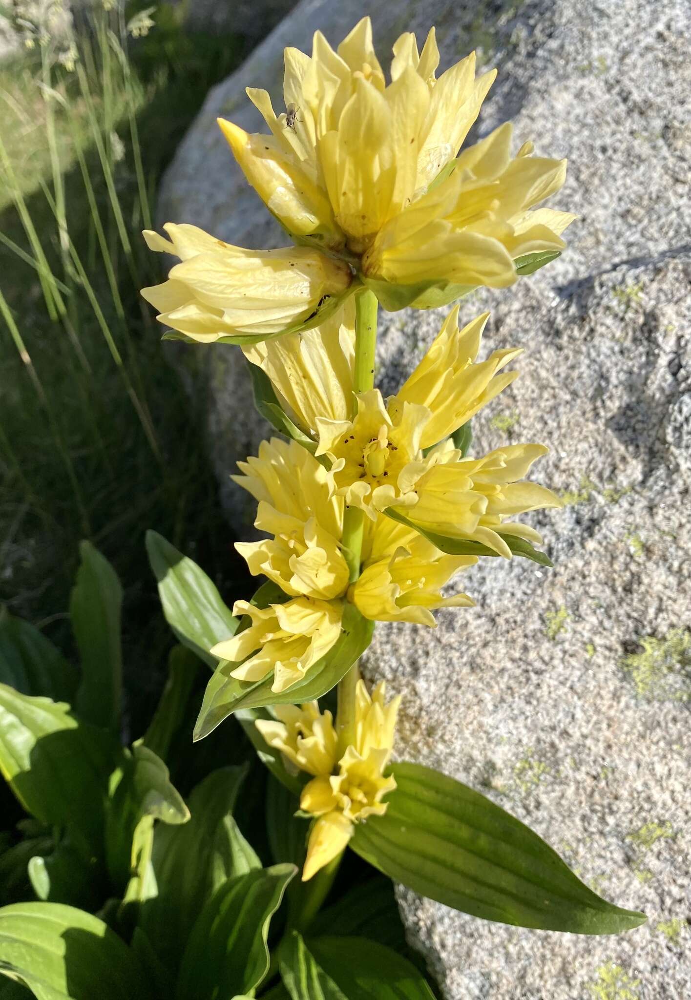 Image of Gentiana burseri subsp. burseri