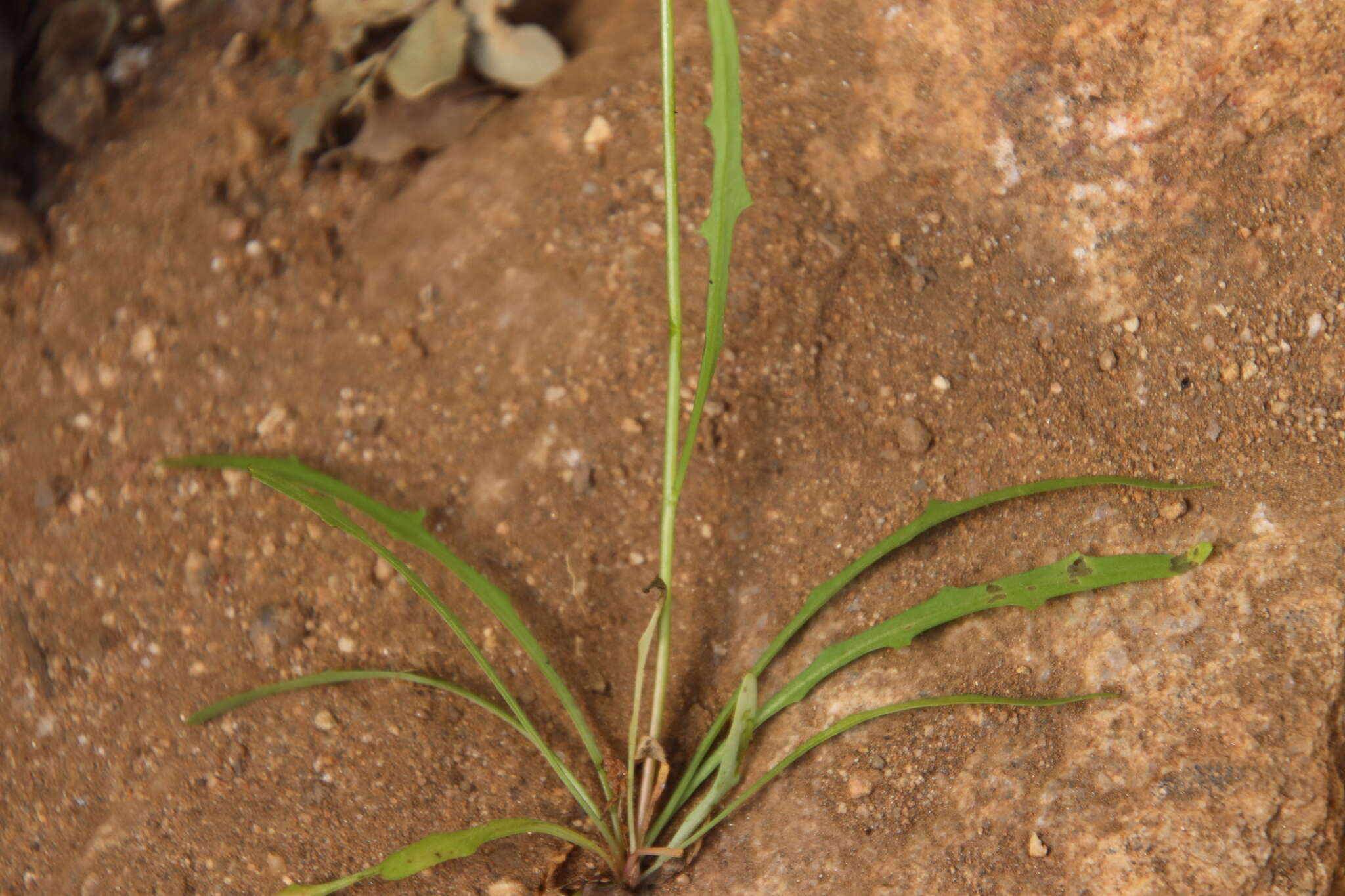 Image of Cleveland's desertdandelion