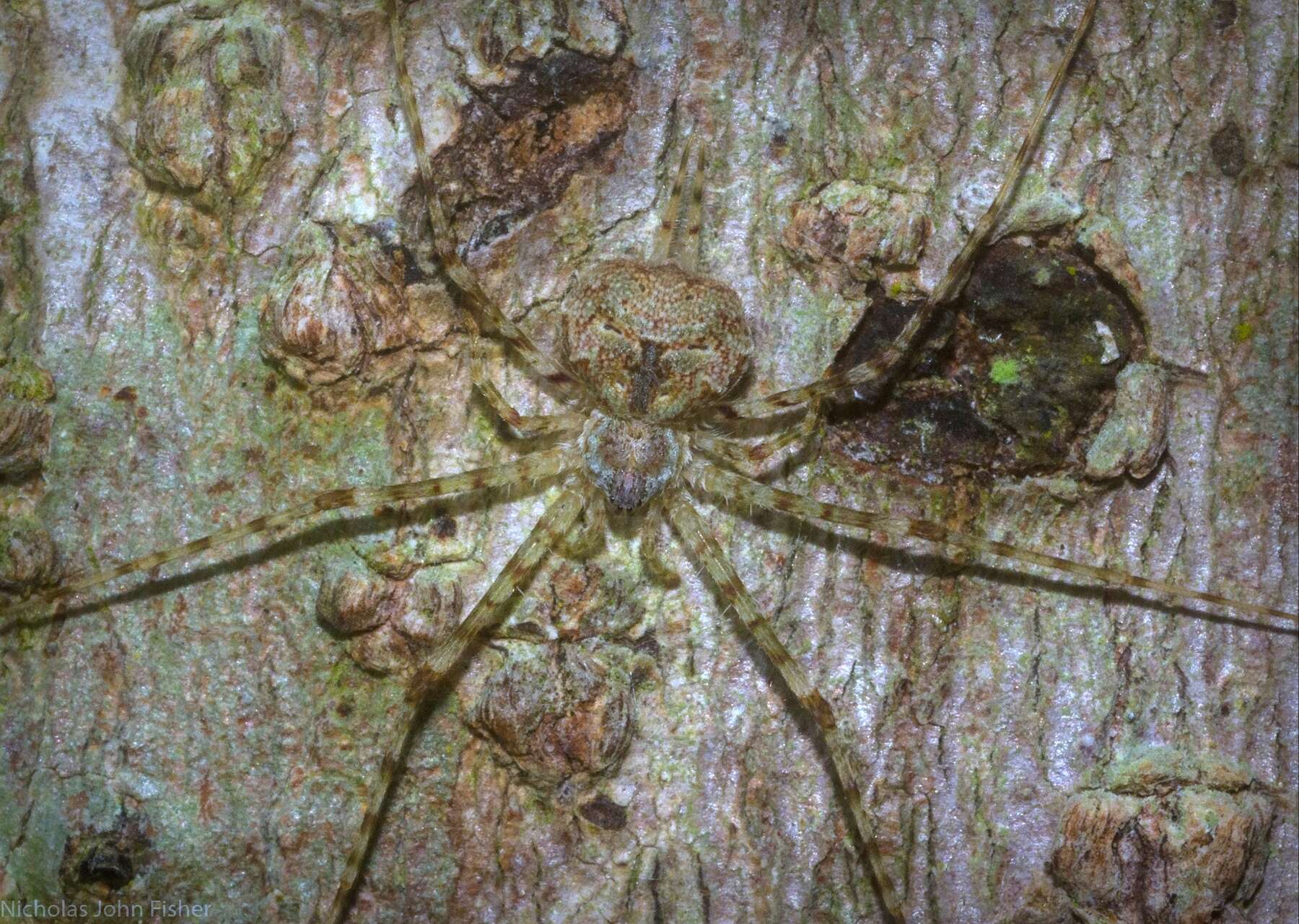 Image of Tamopsis tweedensis Baehr & Baehr 1987