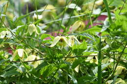 Image of hermitgold clematis