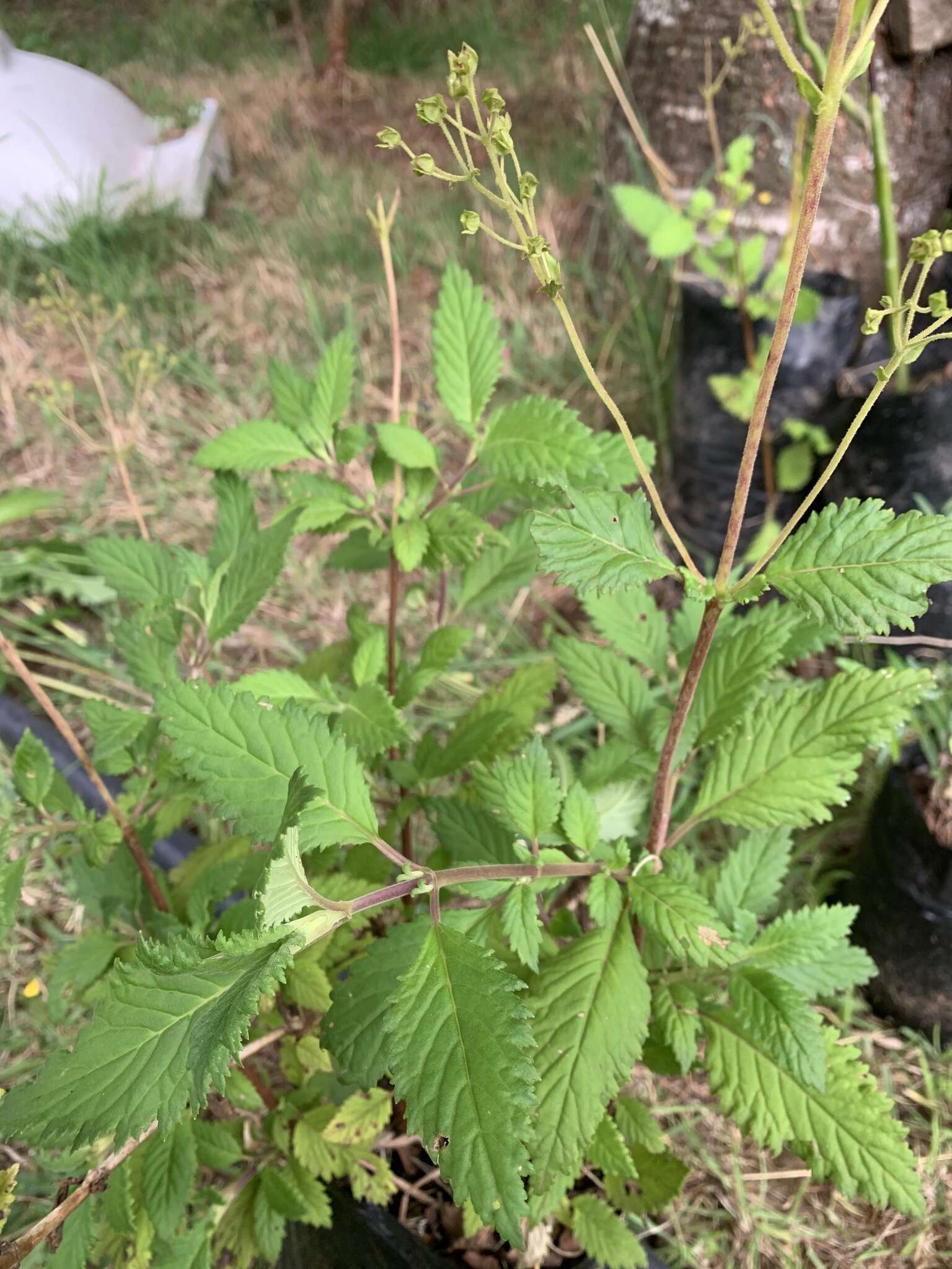 Image of Jovellana punctata Ruiz & Pav.