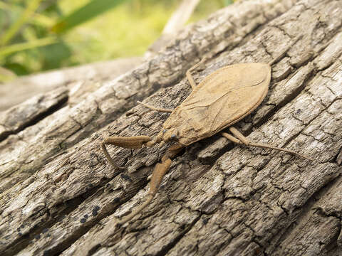 Sivun Nepa Linnaeus 1758 kuva