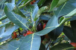 صورة Ficus drupacea Thunb.