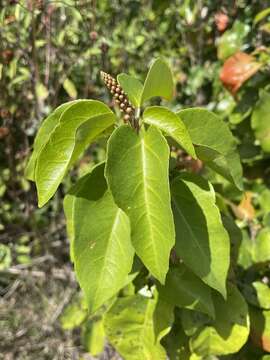 Image of Croton arboreus Millsp.