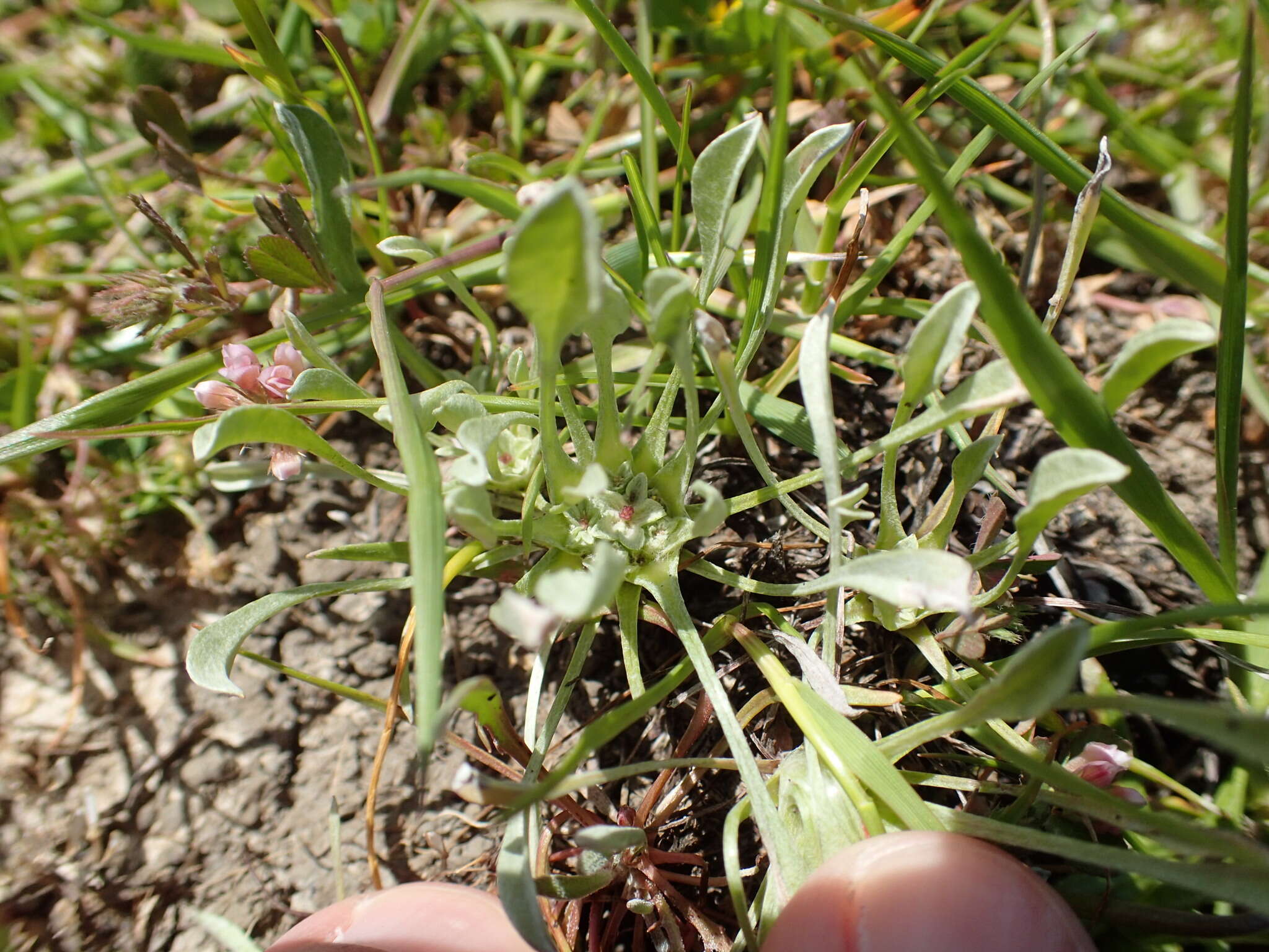 Image of dwarf dwarf-cudweed