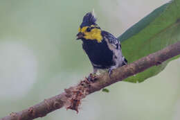 Image of Yellow-cheeked Tit