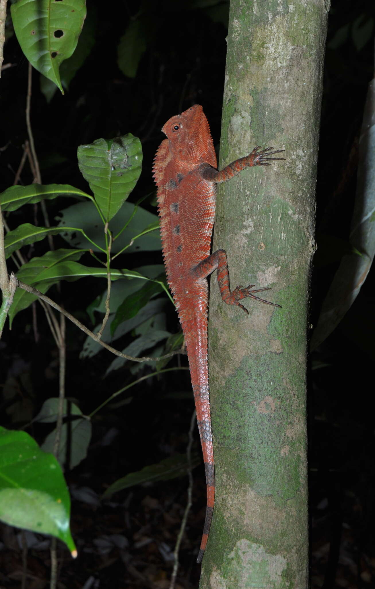 Image of Doria's angle-headed lizard