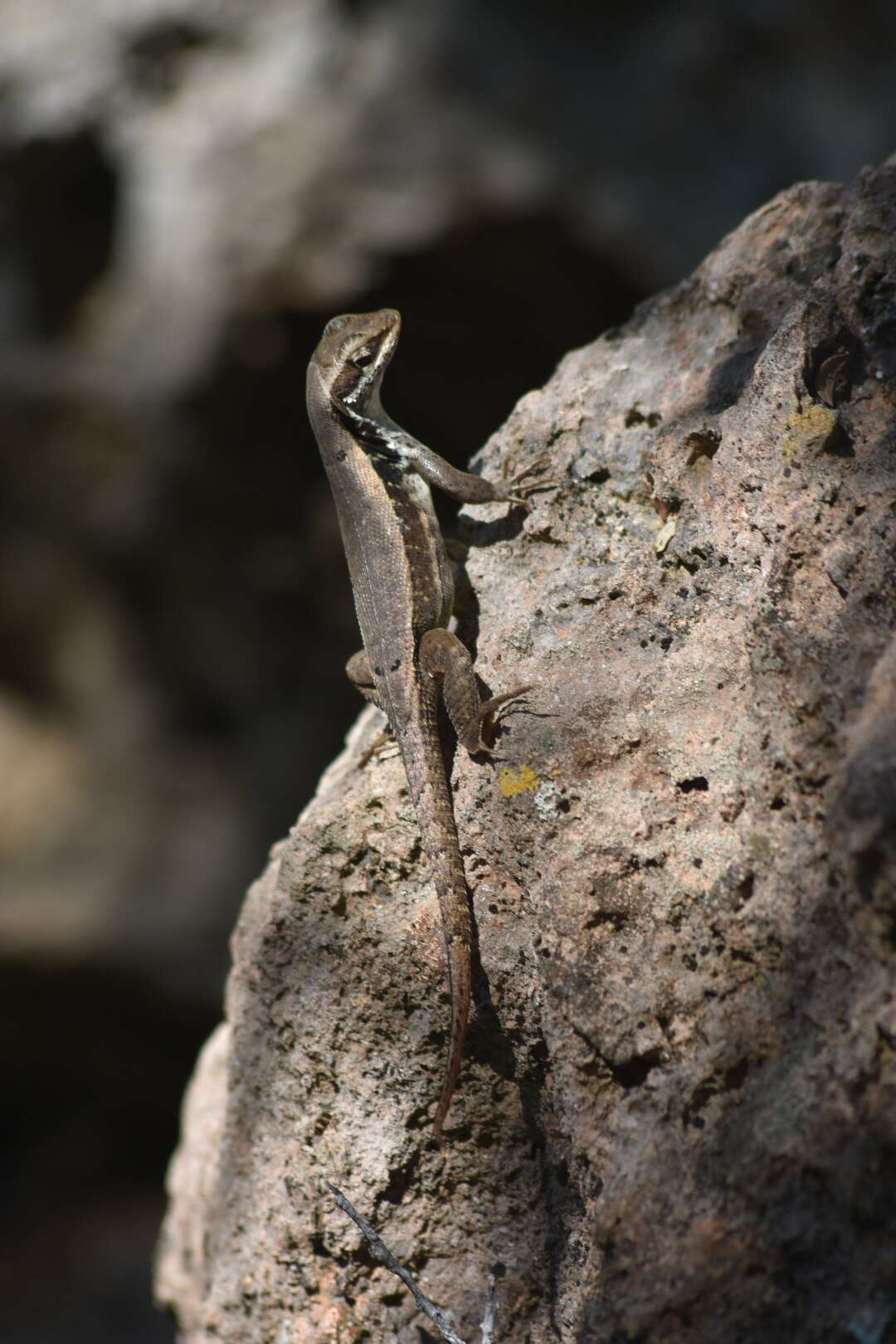 Image of Leiocephalus macropus (Cope 1863)