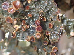 Image de <i>Pseudocyphellaria crassa</i>