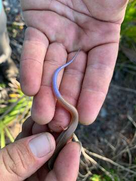 Plancia ëd Plestiodon egregius lividus Mount 1965