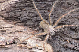 Image of Trechalea gertschi Carico & Minch 1981