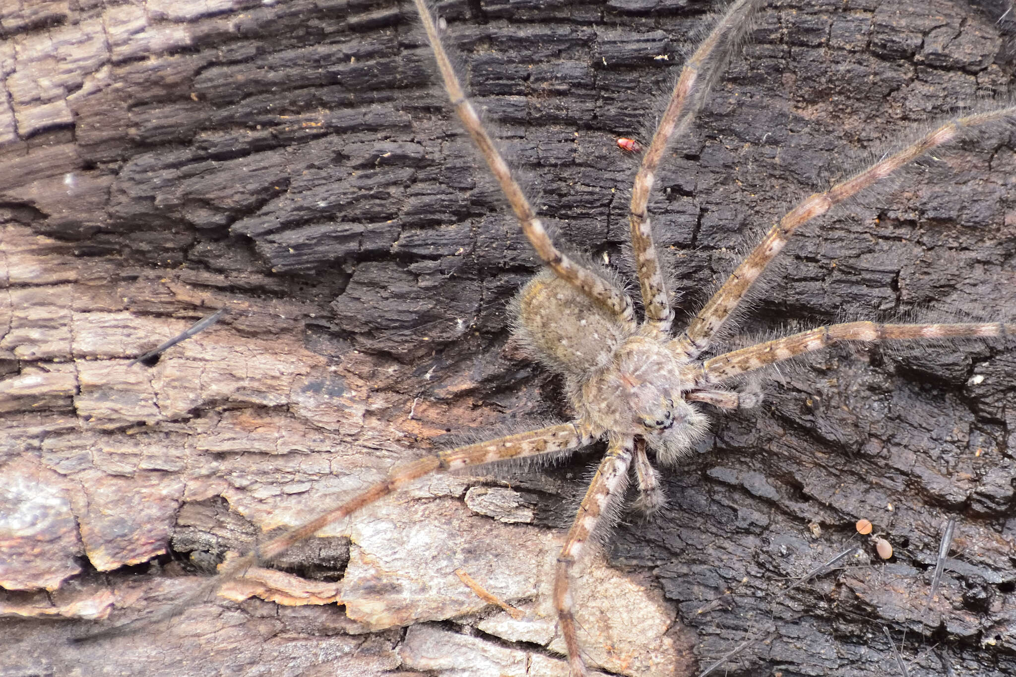 Image of Trechalea gertschi Carico & Minch 1981