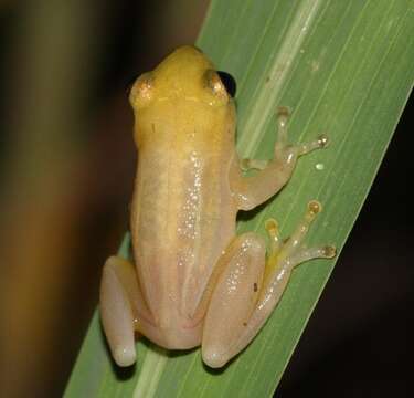 Image of Avoca Reed Frog