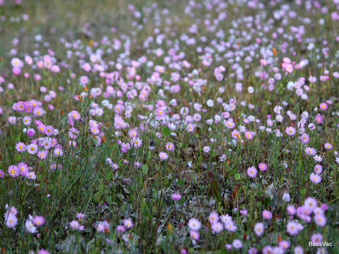 Image of Rhodanthe manglesii Lindl.