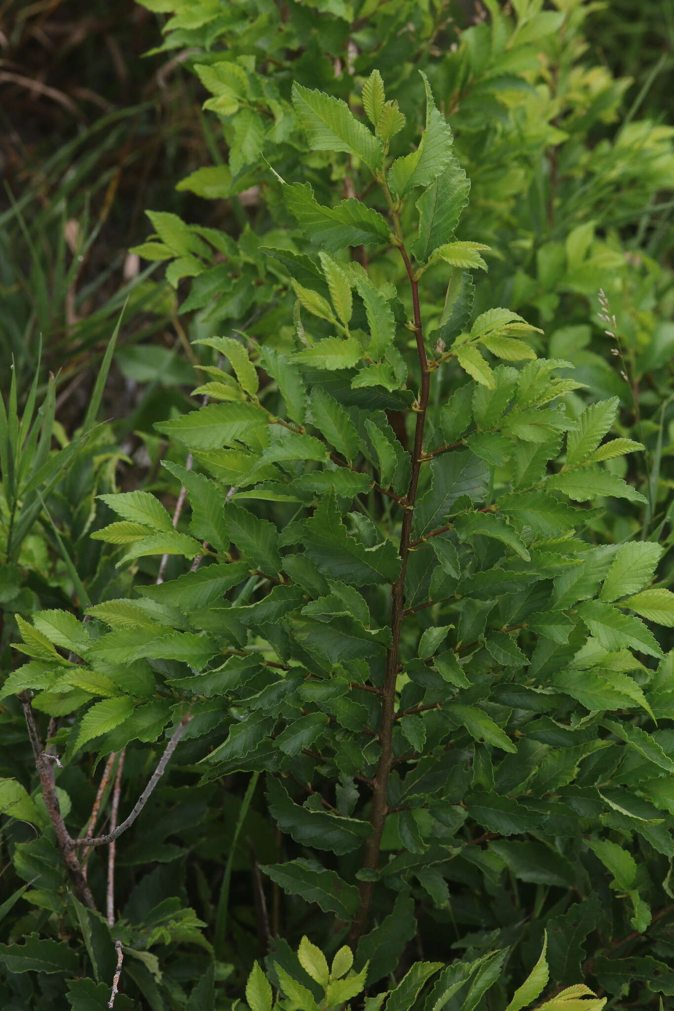 Image of Siberian Elm