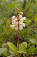 Image of largeflowered wintergreen